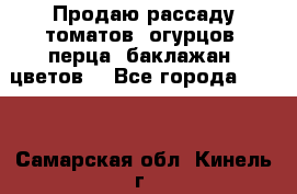 Продаю рассаду томатов, огурцов, перца, баклажан, цветов  - Все города  »    . Самарская обл.,Кинель г.